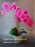 Комнатные цветы и растения  | Тилландсия: Уход за воздушным растением в домашних условиях