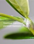 Комнатные цветы и растения  | Спатифиллум: Уход за тропическим чудом в домашних условиях