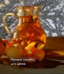 Комнатные цветы и растения  | Молочай. Какой грунт нужен?