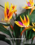Комнатные цветы и растения  | Колеус в домашних условиях: яркие краски в вашем доме