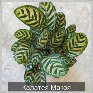  | Калатея Макояна — идеальный выбор для ценителей утонченной красоты!