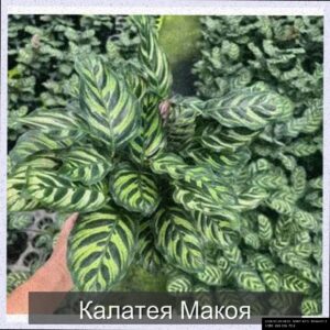  | Калатея Макояна — идеальный выбор для ценителей утонченной красоты!