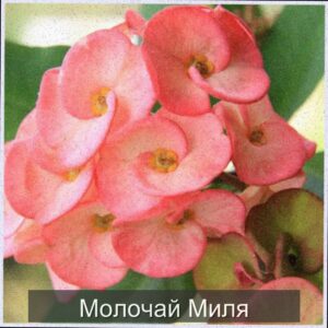  | Молочай Миля — эффектный и неприхотливый красавец