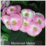  | Проблемы выращивания Афеландры и пути их решения