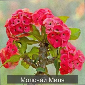  | Молочай Миля — эффектный и неприхотливый красавец