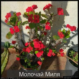  | Молочай Миля — эффектный и неприхотливый красавец