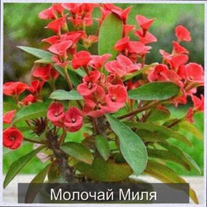  | Молочай Миля — эффектный и неприхотливый красавец