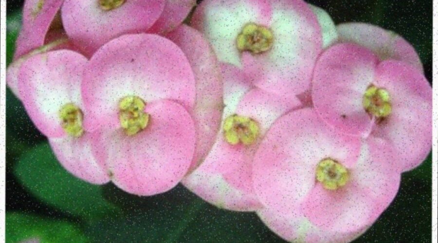 Молочай Миля — эффектный и неприхотливый красавец