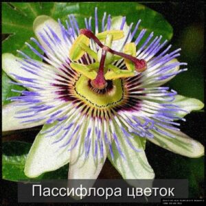  | Пассифлора - эффектное цветущее растение