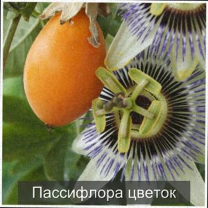  | Пассифлора - эффектное цветущее растение