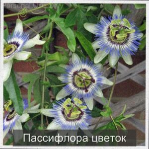  | Пассифлора - эффектное цветущее растение