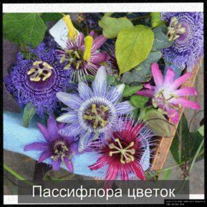  | Пассифлора - эффектное цветущее растение