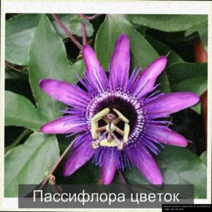  | Пассифлора - эффектное цветущее растение