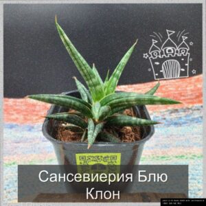  | Сансевиерия Блю Клон: элегантность и уход