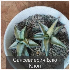  | Сансевиерия Блю Клон: элегантность и уход