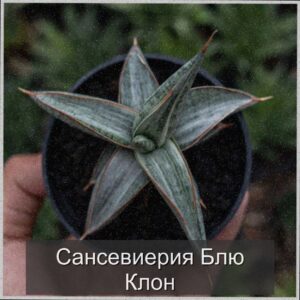  | Сансевиерия Блю Клон: элегантность и уход