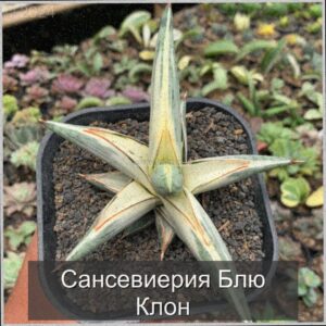  | Сансевиерия Блю Клон: элегантность и уход