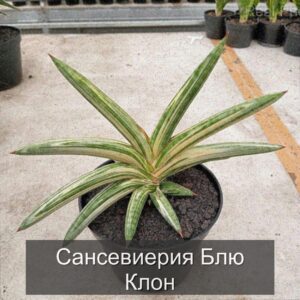 | Сансевиерия Блю Клон: элегантность и уход