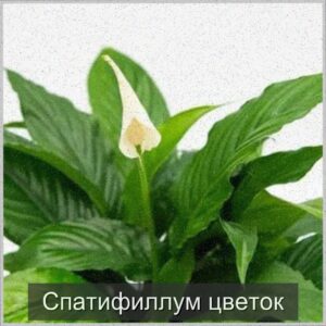  | Частые проблемы у спатифиллума