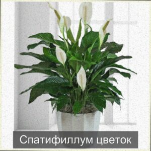  | Частые проблемы у спатифиллума